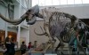 Mastadon skeletons at Florida Museum of Natural History