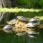 Poe Springs Turtles