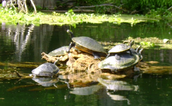 #post_119 Poe Springs Turtles
