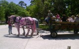 jekyll hay ride pink blue horses