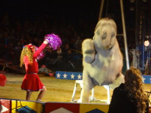 circus baby elephant