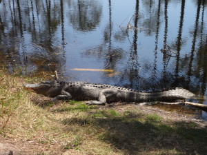 alligator jekyll island